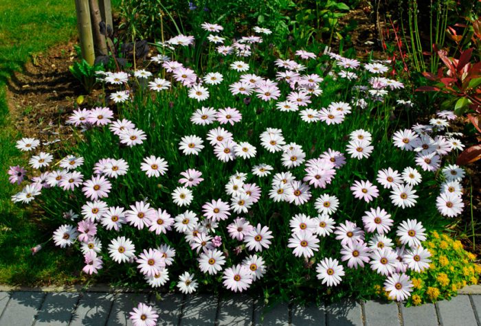 Osteospermum sadzenie i pielęgnacja w otwartym terenie uprawa z nasion