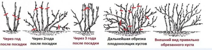 Agrest Sadzenie I Piel Gnacja W Ogrodzie Choroby I Szkodniki Odmiany