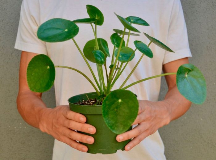 Pilea Opieka Domowa Przesadzanie I Rozmna Anie Gatunki