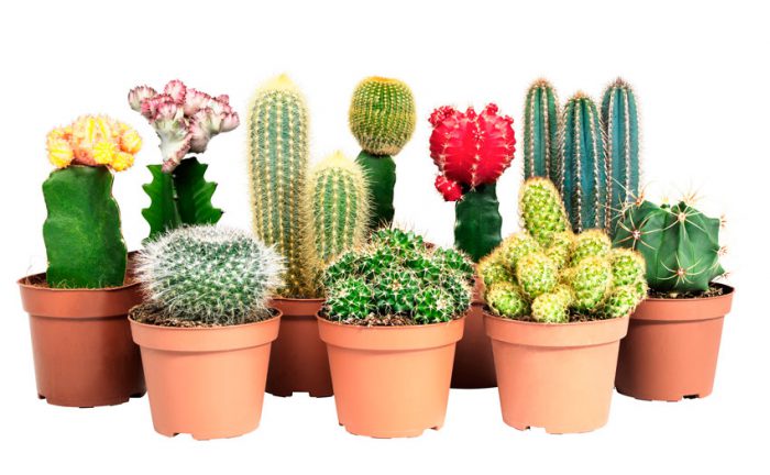jak dbać o kaktusy w domu