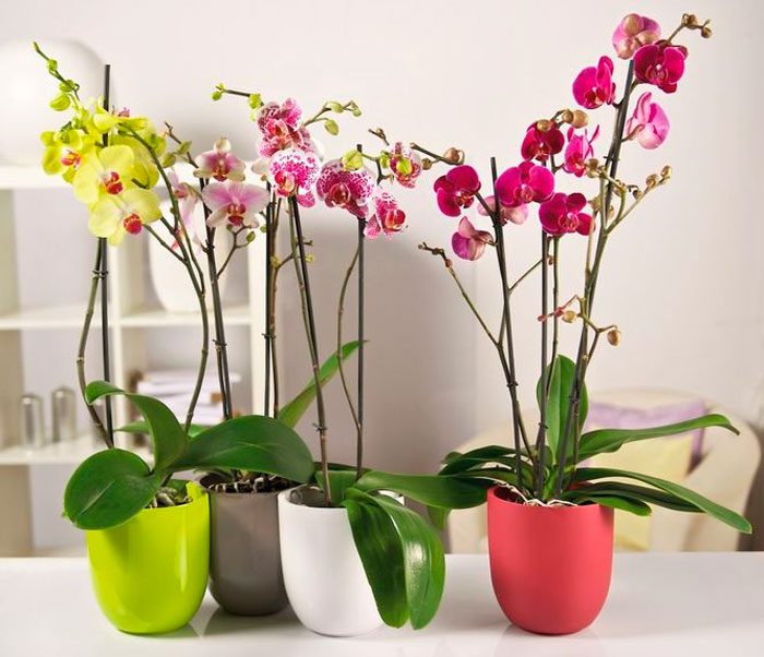 Jak dbać o orchideę w domu, problemy z orchideą co i dlaczego?