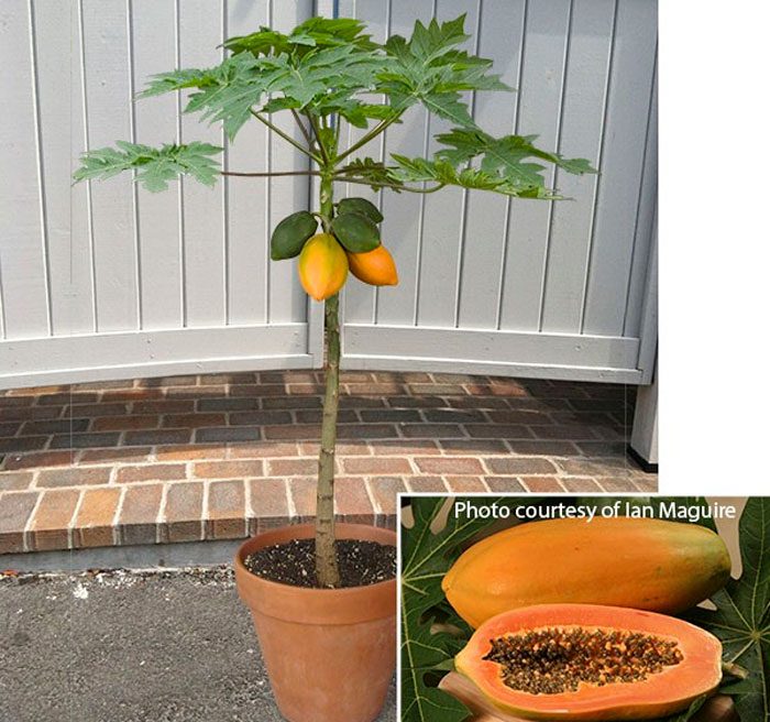 uprawa papai w domu, pielęgnacja i rozmnażanie