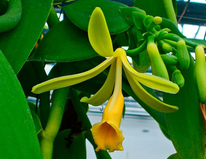 Orchidea waniliowa (Orchidea waniliowa)