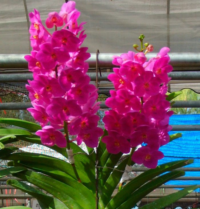 Orchidea ascocentrum
