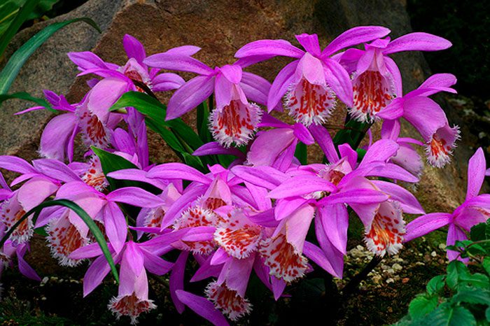 Orchidea pleyone