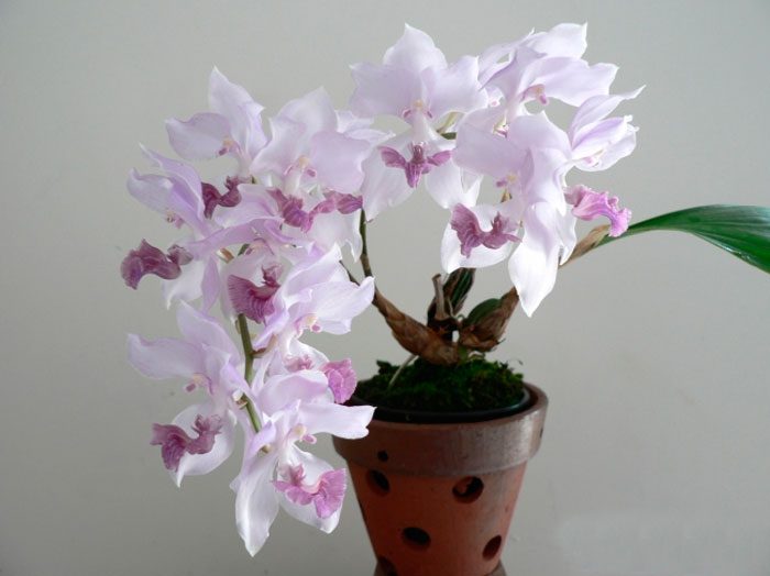 Orchidea aganisia