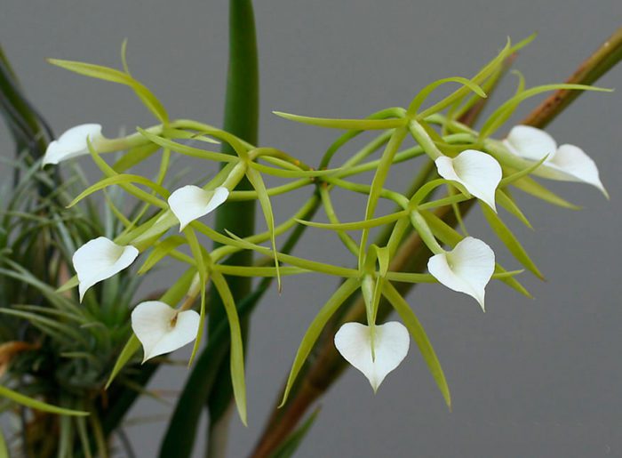 Orchidea brassavola