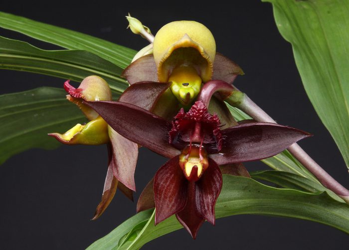 Orchidea catacetum