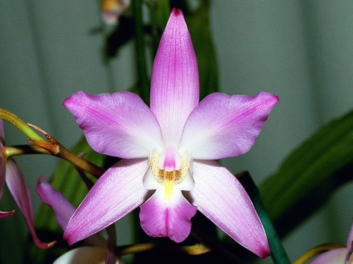 Orchidea Lelia