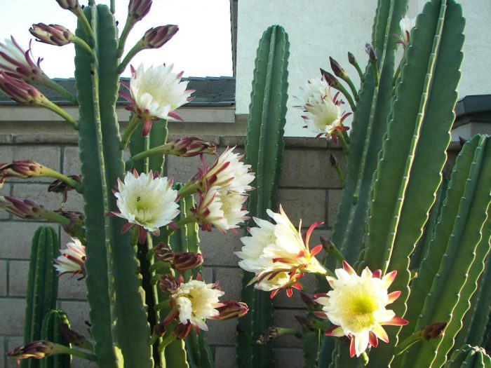 Cactus cereus