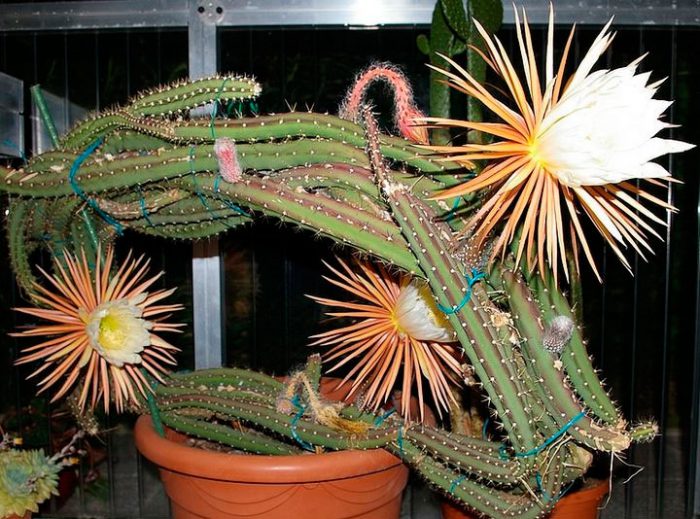 Selenicereus( Kaktus Królowa Nocy)