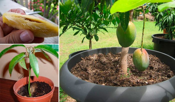 jak uprawiać mango z pestek w domu