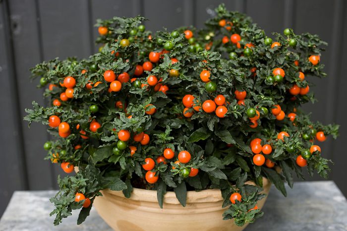 Solanum (Solanum) 