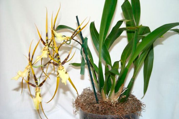 Brassia (Orchidea