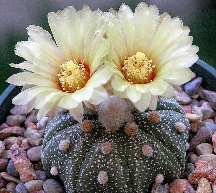 Astrofitum (gwiazda kaktusa) 