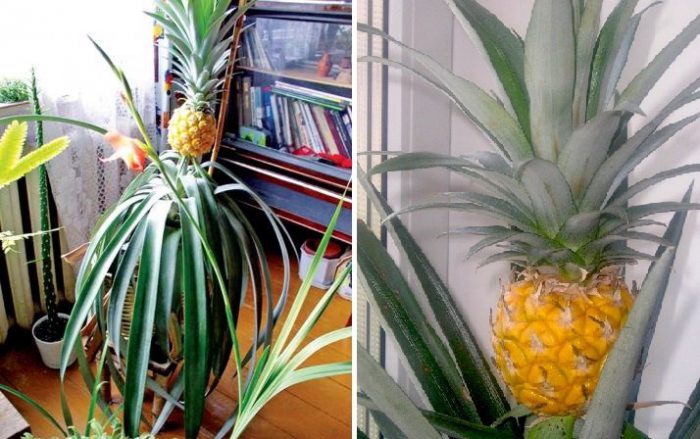 jak uprawiać ananasa w domu? Instrukcje krok po kroku