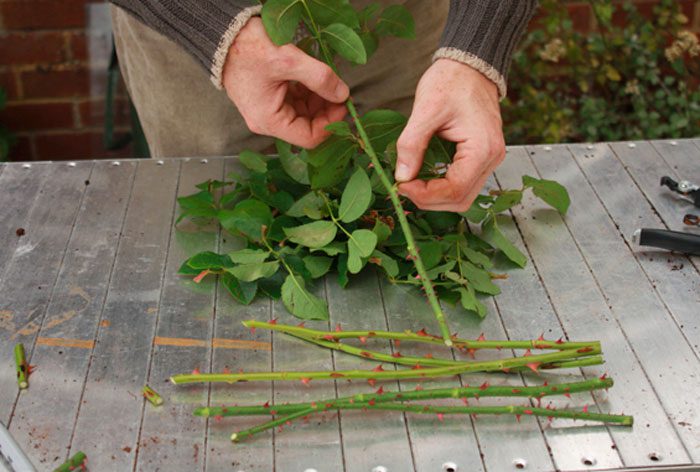 rozmnażanie róż przez sadzonki w domu z bukietu, metoda sadzonek w ziemniakach