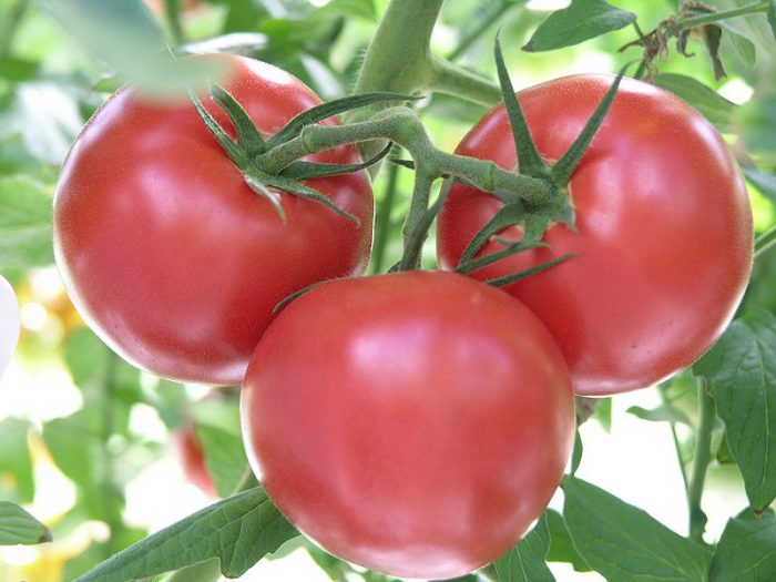 najlepsze odmiany pomidorów na otwartym terenie, ze zdjęciem i opisem