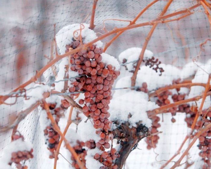 schronienie winogron na zimę