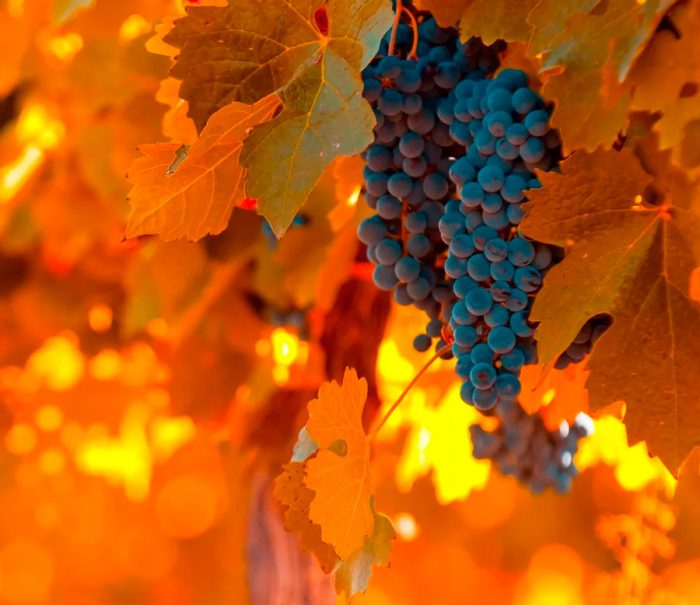 przycinanie winogron jesienią dla początkujących