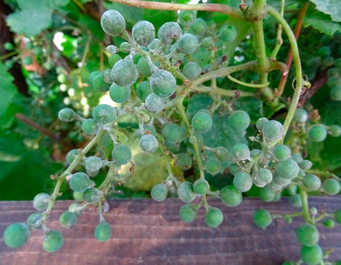 oidium na winogronach