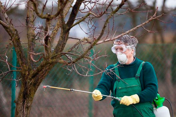 wiosenne opryskiwanie ogrodu przed szkodnikami i chorobami niż opryskiwanie drzew
