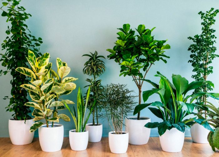 najlepsze rośliny domowe oczyszczające powietrze