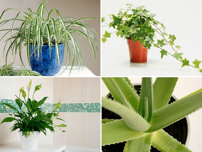 lecznicze rośliny domowe ze zdjęciami i nazwami, Top 10
